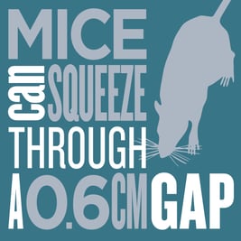 Mouse Infographic Square Blue